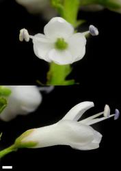 Veronica leiophylla. Old flowers. Scale = 1 mm.
 Image: P.J. Garnock-Jones © Te Papa CC-BY-NC 3.0 NZ